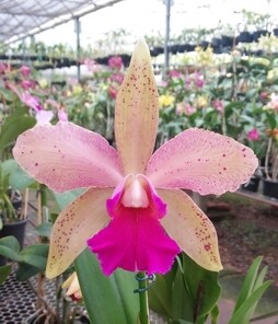 Blc. Tatarown x Blc. Durigan Blc. Tatarown x Blc. Durigan