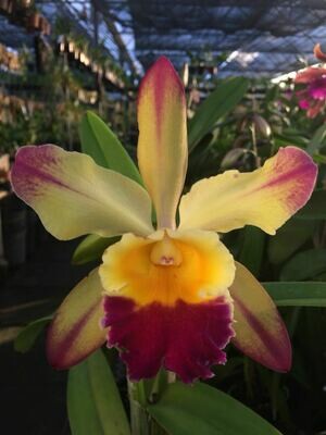 C. Pão de Açucar x Blc. Tropical Sunset Flamea C. Pão de Açucar x Blc. Tropical Sunset Flamea