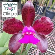 C. leopoldii (“Ajao” x “Domingo Andrade”) x C. leop. “Dark Princess” C. leopoldii (“Ajao” x “Domingo Andrade”) x C. leop. “Dark Princess”