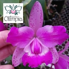 C. int. flamea sanguine multiflor x C. aclandiae C. int. flamea sanguine multiflor x C. aclandiae