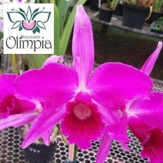L. purp. sanguinea (conf. sanguinea) L. purp. sanguinea (conf. sanguinea)