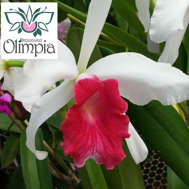 L. purp. carnea gr Ext x L. p. carnea scarlet L. purp. carnea gr Ext x L. p. carnea scarlet