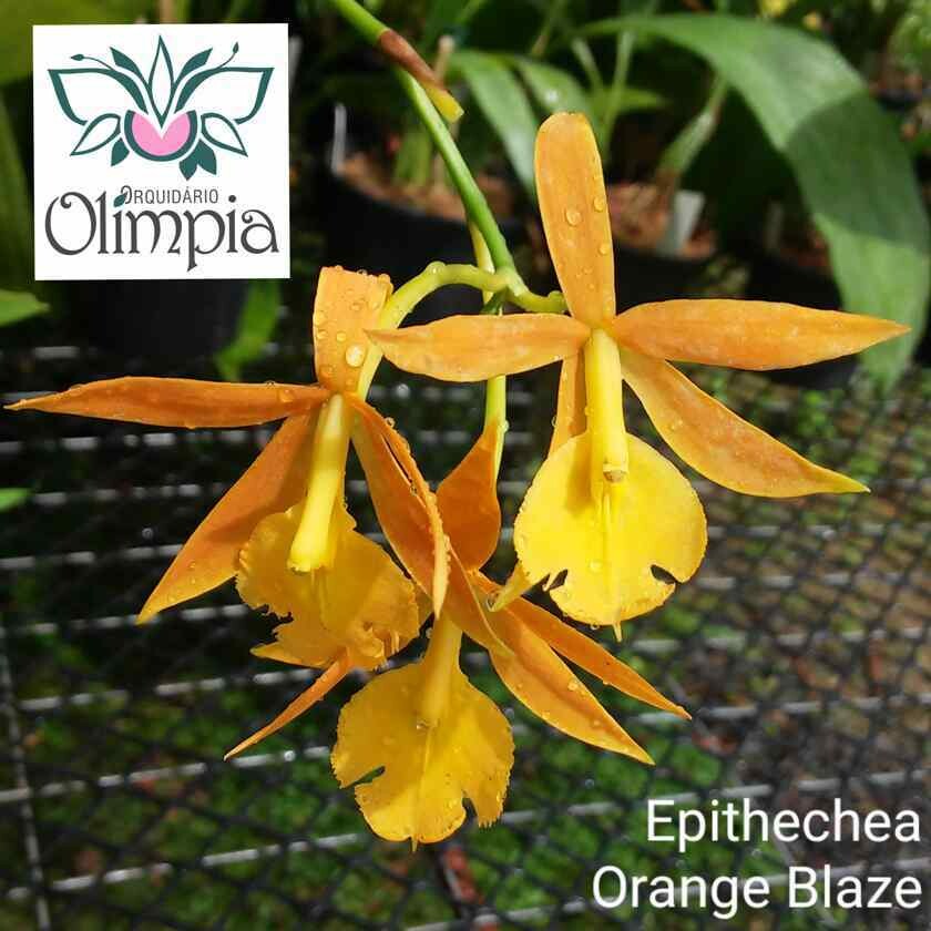 Epithechea Orange Blaze (Epi. Morning Star x Epi. Cinnabarinum) Epithechea Orange Blaze (Epi. Morning Star x Epi. Cinnabarinum)