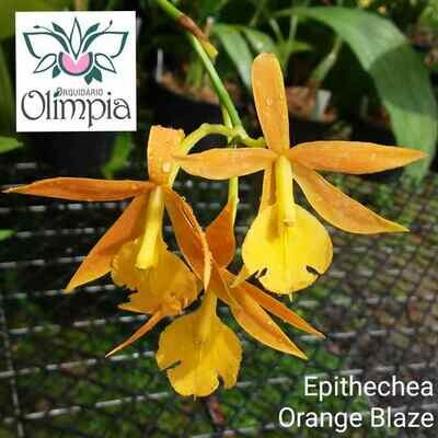 Epithechea Orange Blaze (Epi. Morning Star x Epi. Cinnabarinum) Epithechea Orange Blaze (Epi. Morning Star x Epi. Cinnabarinum)