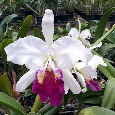 C. gigas s/alba x C. lueddemanniana s/alba “Cerro Verde” C. gigas s/alba x C. lueddemanniana s/alba “Cerro Verde”