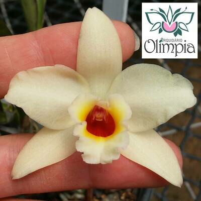 (C. Chocolate Drop x L. briegeri) x Blc. Nobiles “Bruno Bruno” (C. Chocolate Drop x L. briegeri) x Blc. Nobiles “Bruno Bruno”
