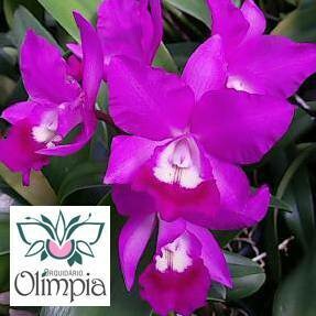 C. Fabingiana Mikage x Lc. Antonio Nicoli “Velvet” C. Fabingiana Mikage x Lc. Antonio Nicoli “Velvet”