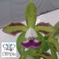 C. leopoldii s/alba “Green Paradis” self C. leopoldii s/alba “Green Paradis” self