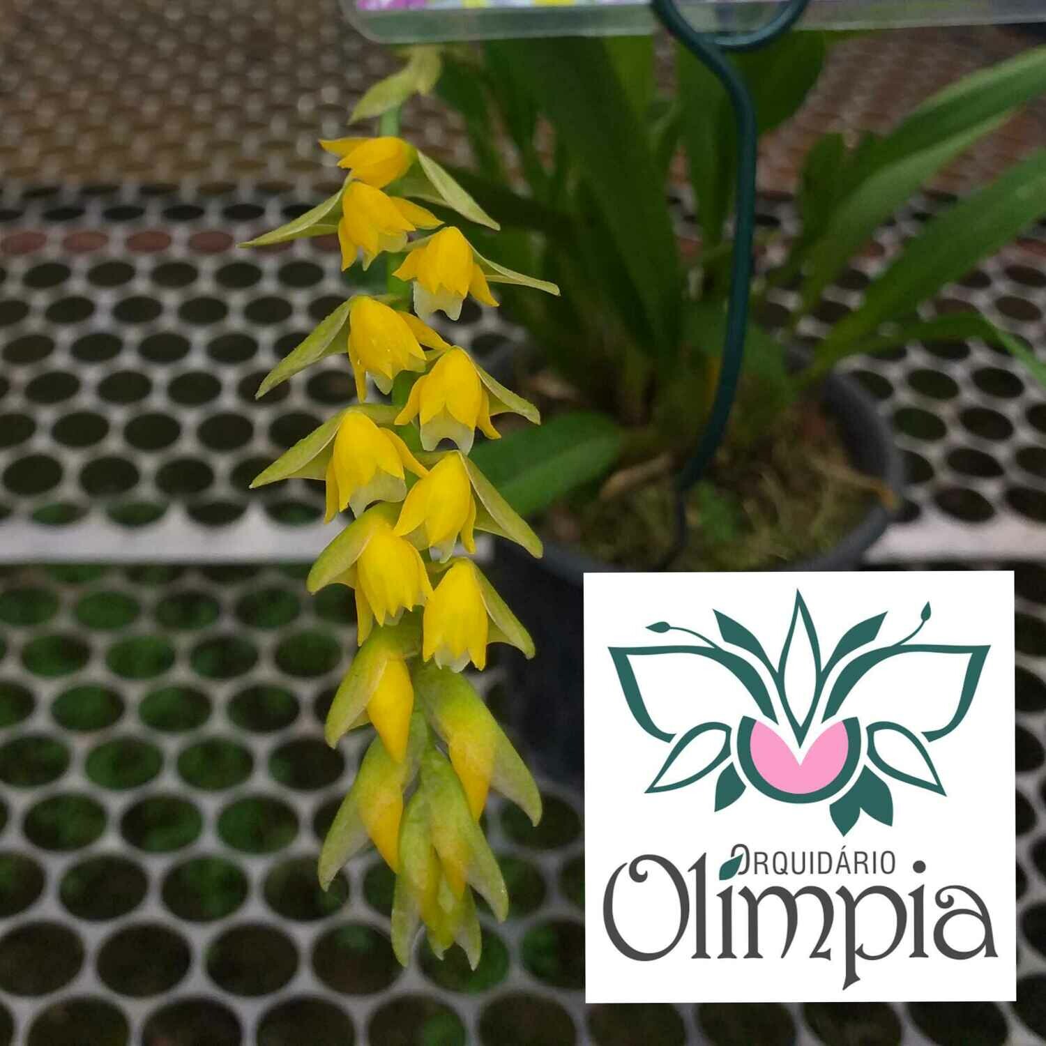 Brachtia andina Brachtia andina