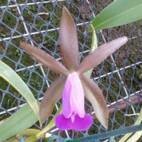 Cattleya dormaniana Ext self (confirmada) Cattleya dormaniana Ext self (confirmada)