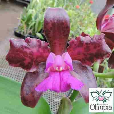 C. leopoldii negrecens x (“Black Ruby” x “Olimpia II”) C. leopoldii negrecens x (“Black Ruby” x “Olimpia II”)
