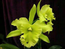 Blc. Port´s of Paradise Blc. Port´s of Paradise