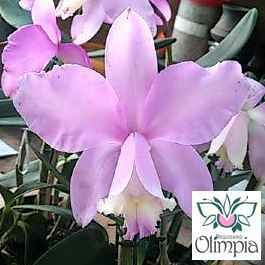 C. harrisoniana redonda ext x C. harrisoniana Jony C. harrisoniana redonda ext x C. harrisoniana Jony