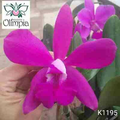C. violacea x (C. walkeriana x Slc. Isabelle Stone) C. violacea x (C. walkeriana x Slc. Isabelle Stone)