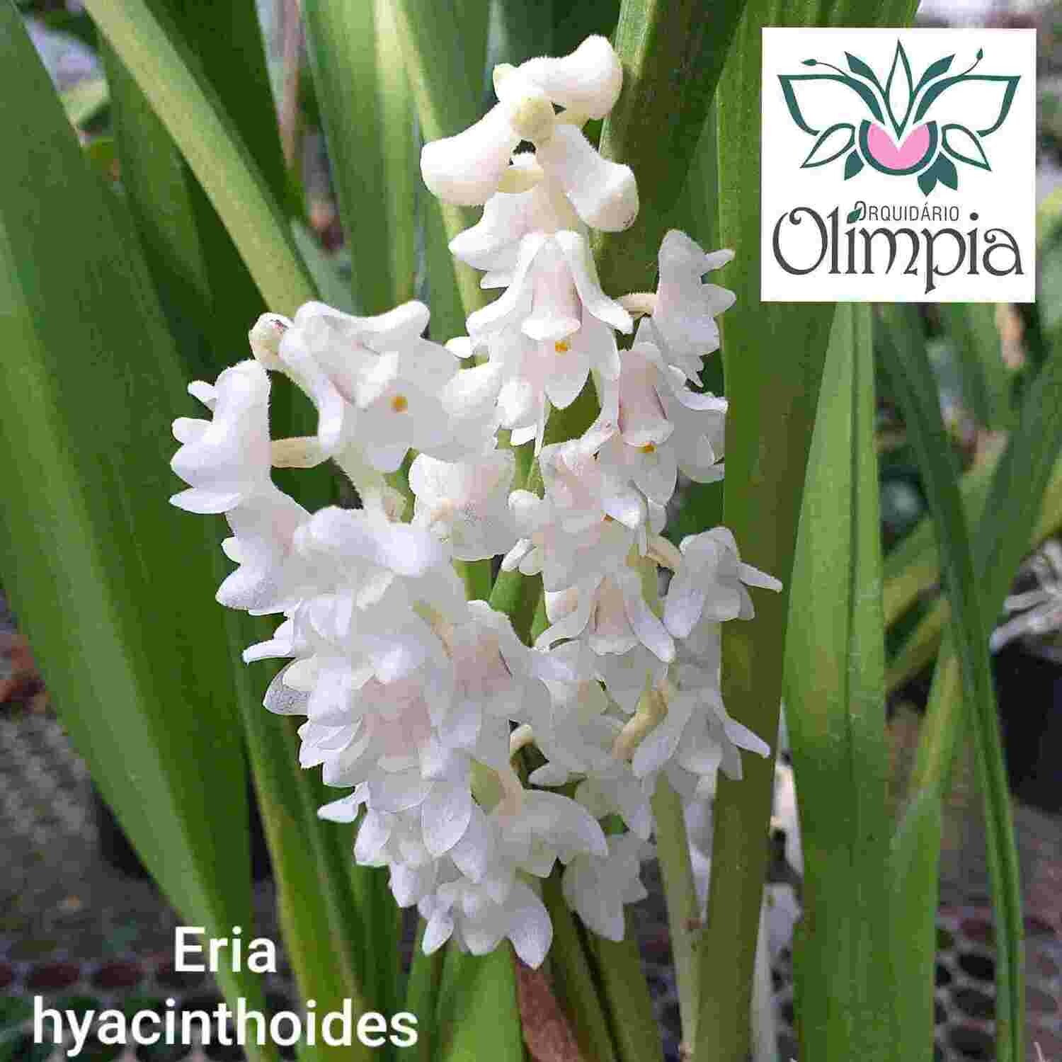 Eria hyacinthoides Eria hyacinthoides