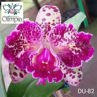 Blc. Durigan Blc. Durigan