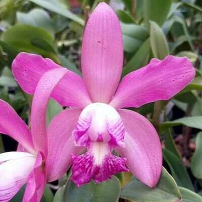 C. (C. Pão de Açucar x C. violacea) x (C. violacea x C. lulu) C. (C. Pão de Açucar x C. violacea) x (C. violacea x C. lulu)