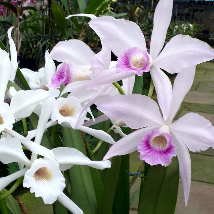 L. purp. russeliana Ext. sibling "Pode sair schroederae" L. purp. russeliana Ext. sibling "Pode sair schroederae"