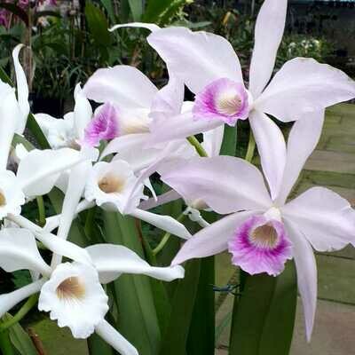 L. purp. russeliana Ext. sibling L. purp. russeliana Ext. sibling