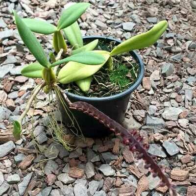 Bulbophyllum maxinum - Div. 3 bulbos Bulbophyllum maxinum - Div. 3 bulbos