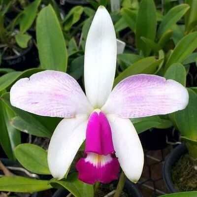 C. violacea s/alba striata “Olimpia” sibling C. violacea s/alba striata “Olimpia” sibling