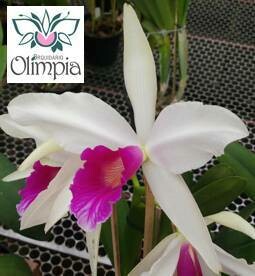 L. purp. roxo bispo atro esc esc esc x “Olimpia” L. purp. roxo bispo atro esc esc esc x “Olimpia”