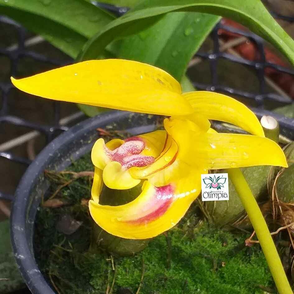 Bulbophyllum dearei Bulbophyllum dearei