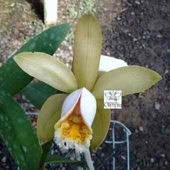 C. forbesii “Veronica” rosa x “Eldorado” C. forbesii “Veronica” rosa x “Eldorado”