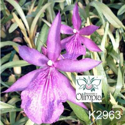 PROMOÇÃO Miltonias variadas- 7 PLANTAS + 1 PLANTA BRINDE SURPRESA PROMOÇÃO Miltonias variadas- 7 PLANTAS + 1 PLANTA BRINDE SURPRESA