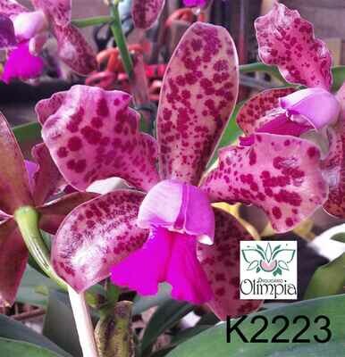 Cattleya leopoldii “Olimpia II” x Cattleya Pedra da Gavea Cattleya leopoldii “Olimpia II” x Cattleya Pedra da Gavea
