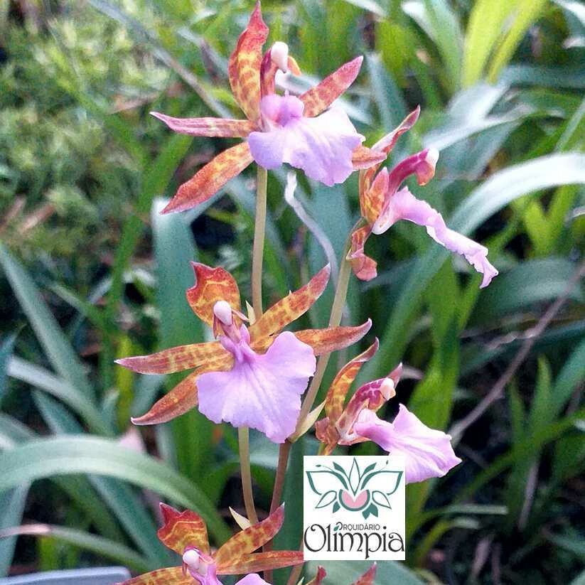 Lemboglossum bictoniense Lemboglossum bictoniense