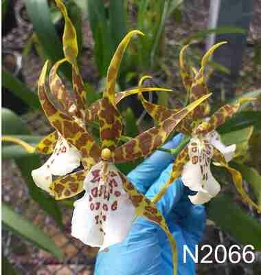 Miltonia Lamarck x Brs. Eternal Wind Miltonia Lamarck x Brs. Eternal Wind