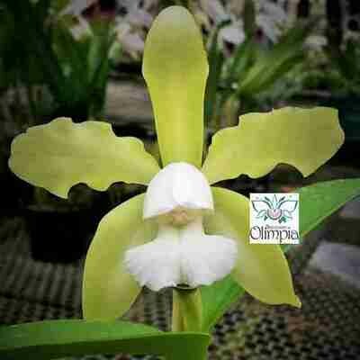 PROMOÇÃO Cattleya leopoldii - 4 PLANTAS + 1 PLANTA BRINDE SURPRESA PROMOÇÃO Cattleya leopoldii - 4 PLANTAS + 1 PLANTA BRINDE SURPRESA
