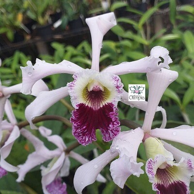 L. crispa vinicolor x flamea (confirmou vinicolor) L. crispa vinicolor x flamea (confirmou vinicolor)