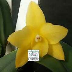 Sophronitis cernua amarela sibling Sophronitis cernua amarela sibling