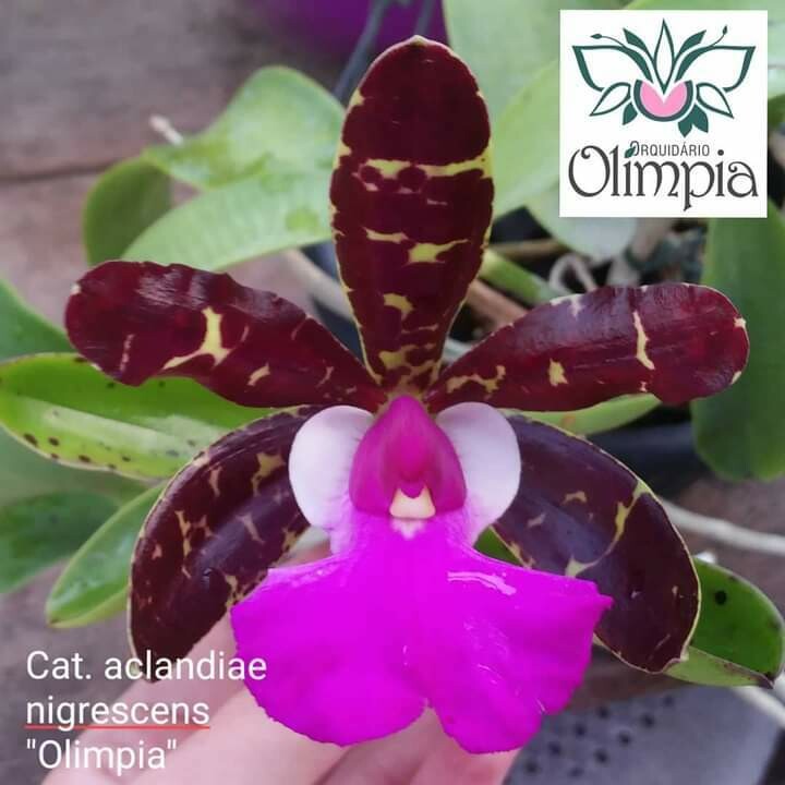Cattleya aclandiae nigrescens Cattleya aclandiae nigrescens