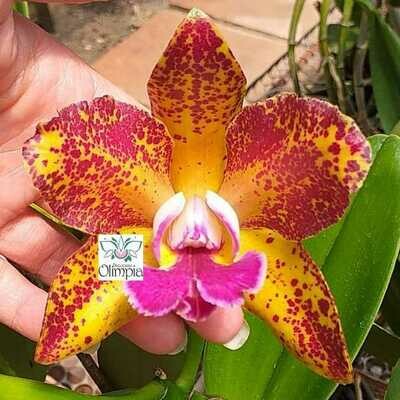 Blc. Waianae Leopard x C. leopoldii Blc. Waianae Leopard x C. leopoldii