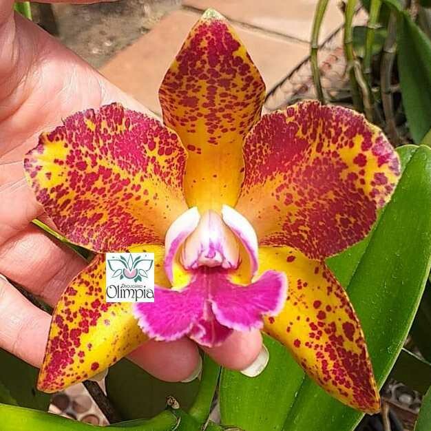 Blc. Waianae Leopard x C. leopoldii Blc. Waianae Leopard x C. leopoldii