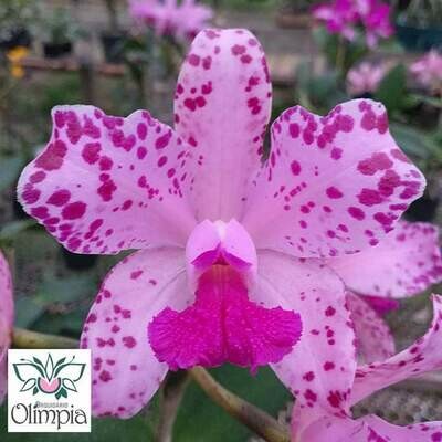C. amethystoglossa "Olimpia" self C. amethystoglossa "Olimpia" self