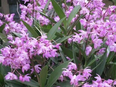 Dendrobium kingianum - CHEIRO DE MEL Dendrobium kingianum - CHEIRO DE MEL