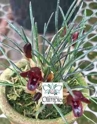 Maxillaria juergensii (Christensonella cogniauxiana) Maxillaria juergensii (Christensonella cogniauxiana)
