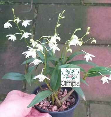 Dendrobium kingianum alba - CHEIRO DE MEL Dendrobium kingianum alba - CHEIRO DE MEL