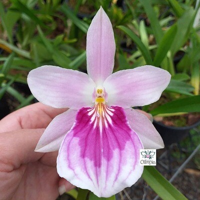 Miltonia spectabilis bicolor sibling Miltonia spectabilis bicolor sibling