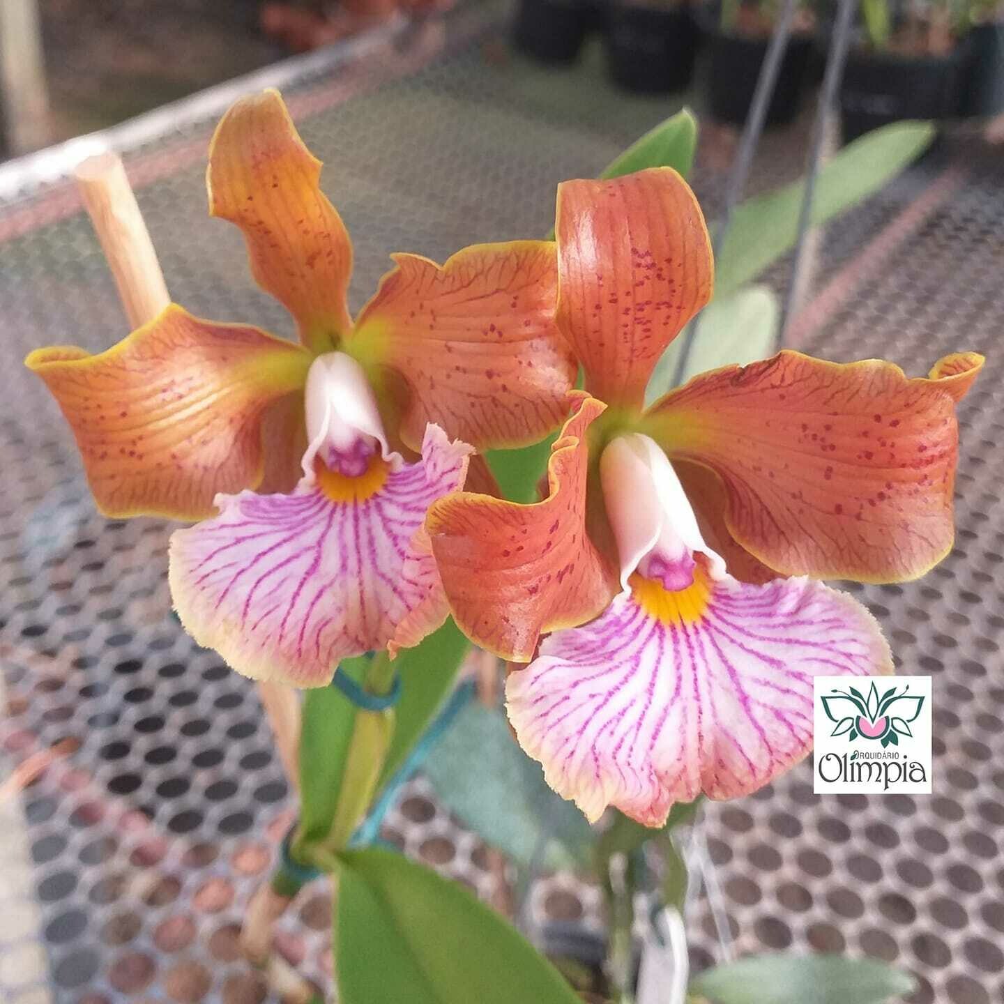 Cattleya velutina self Cattleya velutina self