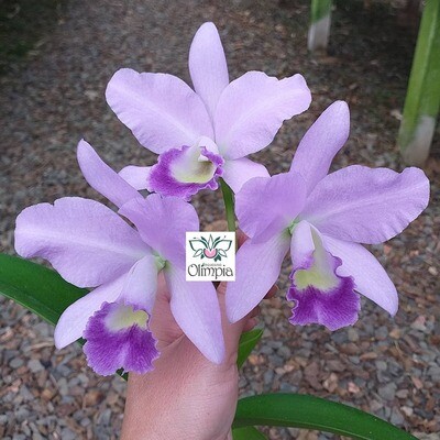 Cattlianthe Portia 'Baronesa' var. coerulea Cattlianthe Portia 'Baronesa' var. coerulea