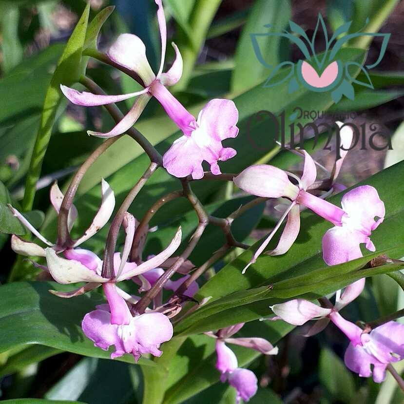 Epi. longispathum Epi. longispathum