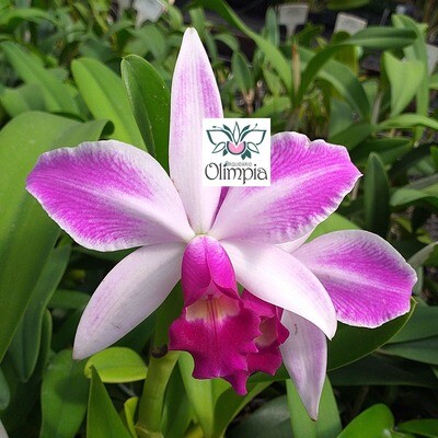 C. violacea s/ alba x Laelia purpurata flamea C. violacea s/ alba x Laelia purpurata flamea