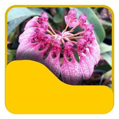 1 Bulbophyllum