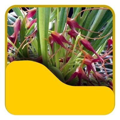17 Masdevallia