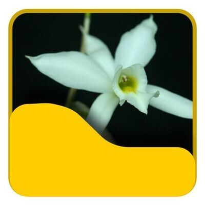 11 Laelia Especie